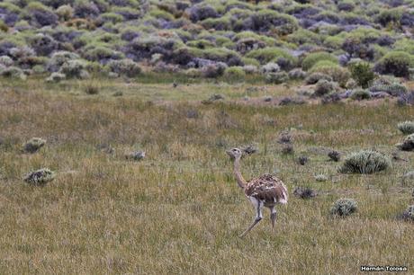 Choiques y guanacos