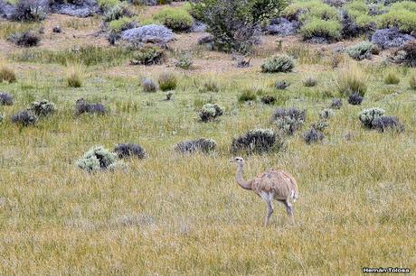 Choiques y guanacos