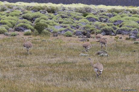 Choiques y guanacos