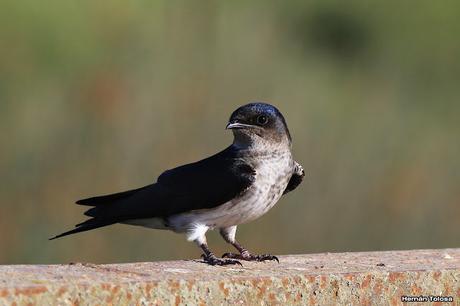 Golondrinas del puente