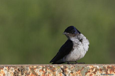 Golondrinas del puente