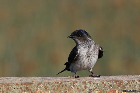 Golondrinas del puente