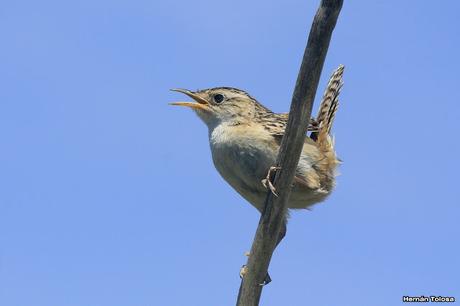 Ratona aperdizada (Cistothorus platensis)