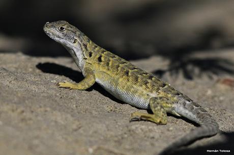 Punta Norte (diciembre de 2016)