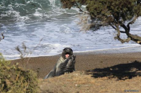 Punta Norte (diciembre de 2016)