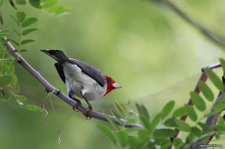 Cardenal en Gaiman