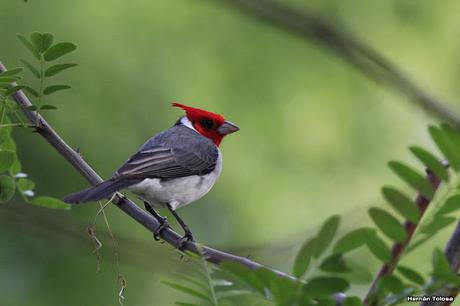 Cardenal en Gaiman