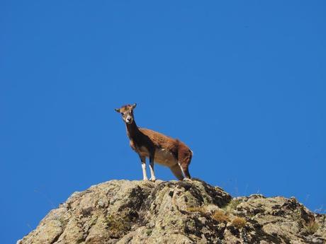 Muflones en la zona de Les Collades. Vall de Núria