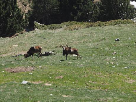 Muflones en la zona de Les Collades. Vall de Núria