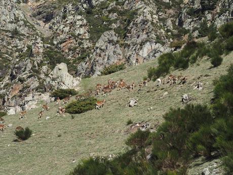 Muflones en la zona de Les Collades. Vall de Núria