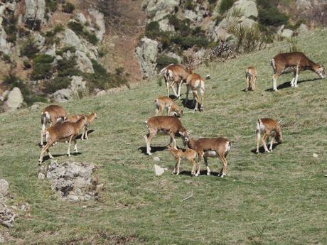 Muflones en la zona de Les Collades. Vall de Núria