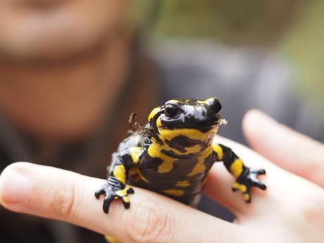 Salamandra en el riu de Tosa. Queralbs