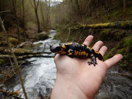 Salamandra en el riu de Tosa. Queralbs