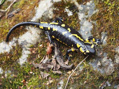 Salamandra en el riu de Tosa. Queralbs