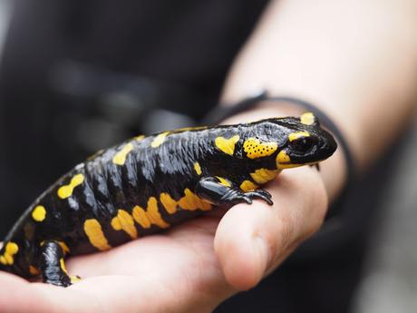 Salamandra en el riu de Tosa. Queralbs