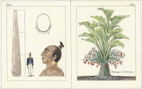 LOS ÚLTIMOS GIGANTES: La extraordinaria aventura hacia la Tierra de los Gigantes