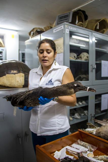 Iguanas nadadoras y pinzones curiosos