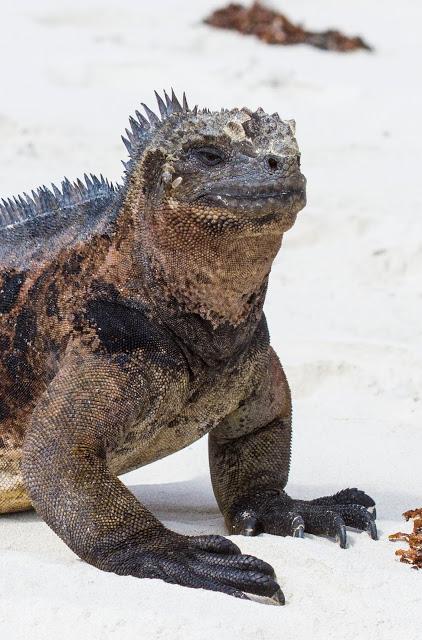 Iguanas nadadoras y pinzones curiosos