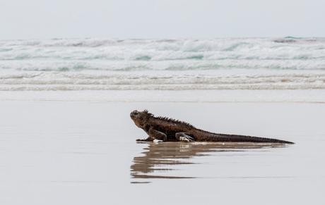 Iguanas nadadoras y pinzones curiosos