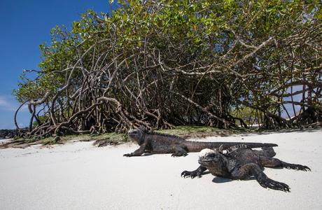 Iguanas nadadoras y pinzones curiosos