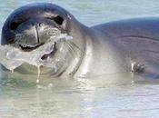 mundo plástico requiere urgente atención