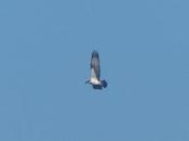 águila pescadora Llodero