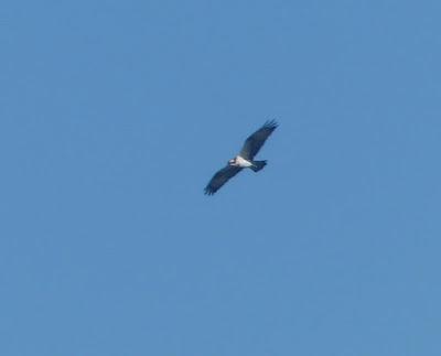 Un águila pescadora en Llodero