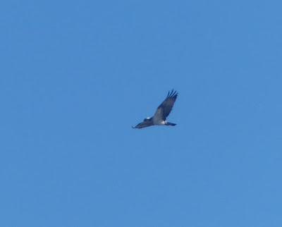 Un águila pescadora en Llodero