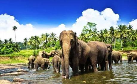 Un lugar obligado que ver en Sri Lanka