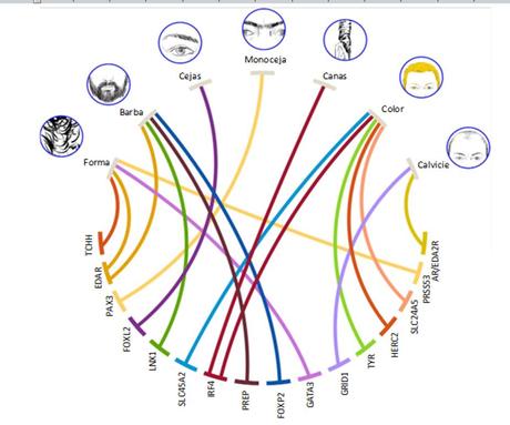 Genes que determinan algunas características del pelo (Fuente: adaptada de Adhikari y col.),