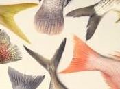 Cómo comprar pescado temporada