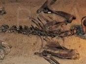 Paleoficha: Neochoerus aesopi