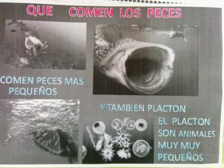 ¿Qué comen los peces?