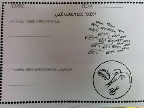 ¿Qué comen los peces?