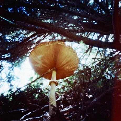 Día internacional del Pinhole 2017