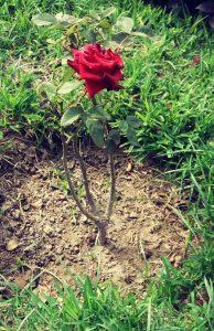 2017-04-26-09-45-49-216