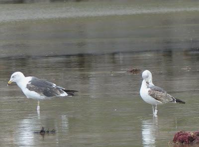 Dos amigas escocesas