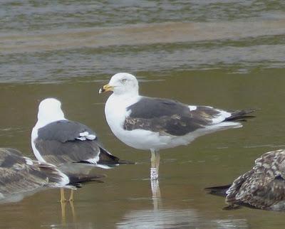 Dos amigas escocesas