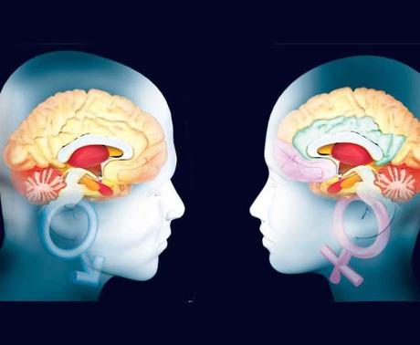 [Estudios] Los #hombres tienen el cerebro más grande pero menos eficiente que las #mujeres