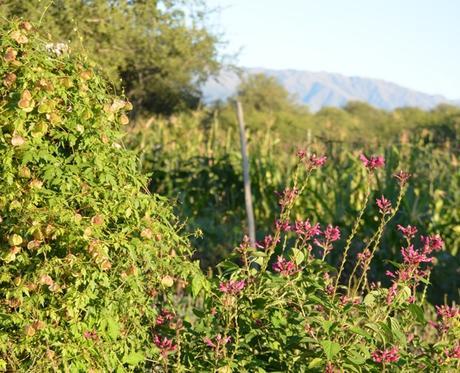 Experiencia La Matilde - Traslasierra