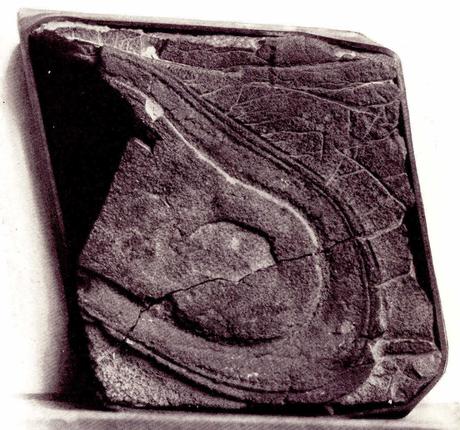 Una huella de zapato de 200 millones de años ¿Es hora de reescribir la Historia?