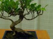 Ficus Retusa 2005 2017
