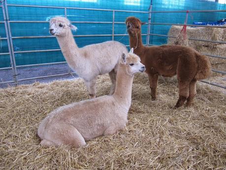 2238.- Fibratex 2014