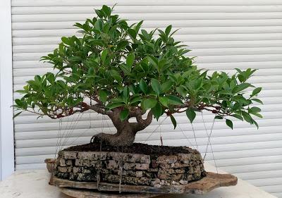Ficus Retusa 2005 - 2017