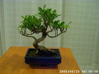 Ficus Retusa 2005 - 2017