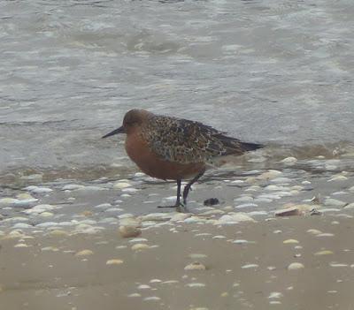 Un emblema de la migración