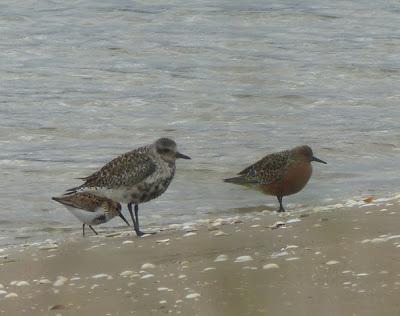 Un emblema de la migración