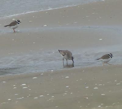 Un emblema de la migración