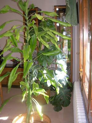 Decora tu casa con flores