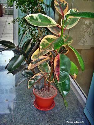 Decora tu casa con flores